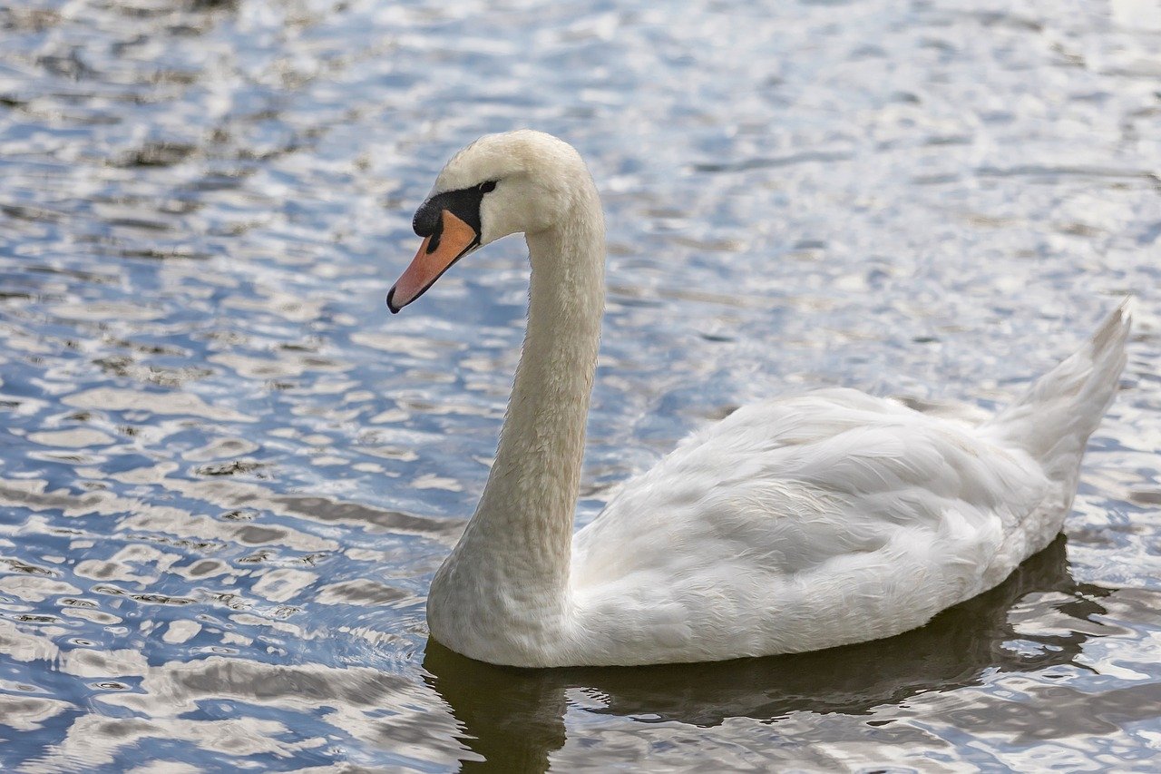 How Has COVID-19 Affected Wildlife Conservation?